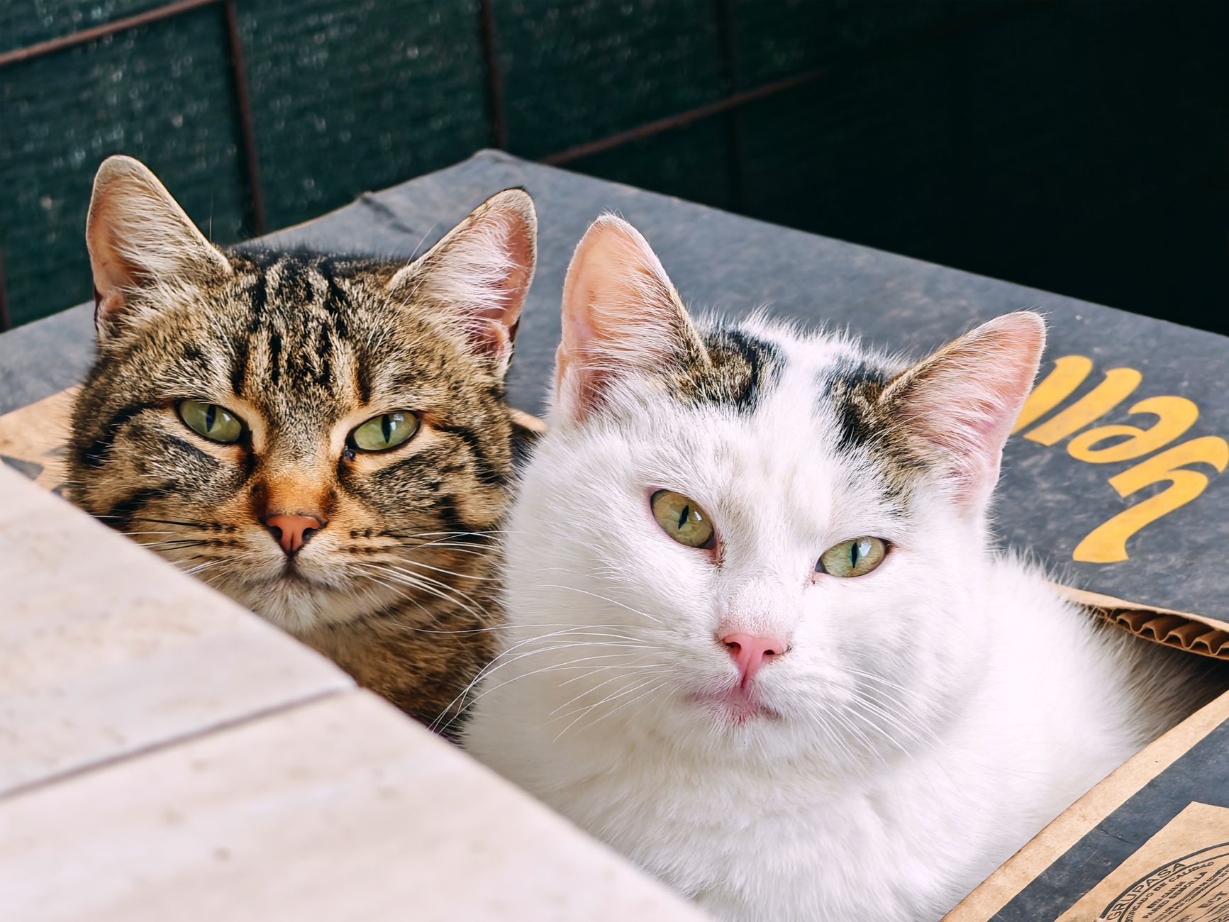 Smart Litter Box Technology: In-Depth MOVA MeowgicPod LR10 Prime Review - Featured image