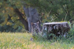 Successful Texas Ocelot Breeding Program Produces Endangered Kittens for Conservation Efforts - Featured image