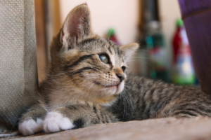 Young Feline Cruelty Case: Discovered Cats Connected to Criminal Investigation - Featured image