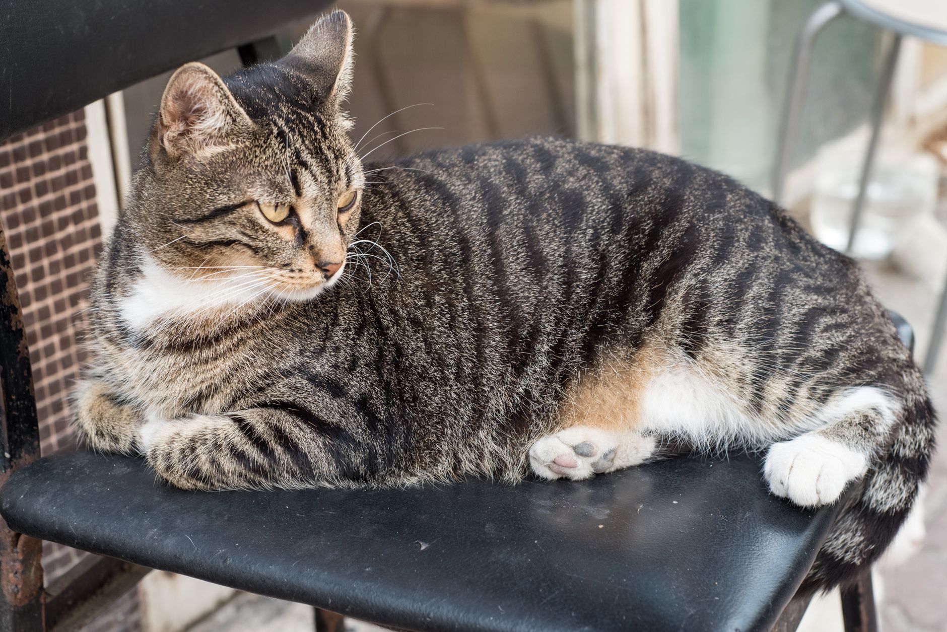Your Cat's Constant Need to Touch You: A Behavior Guide - Featured image