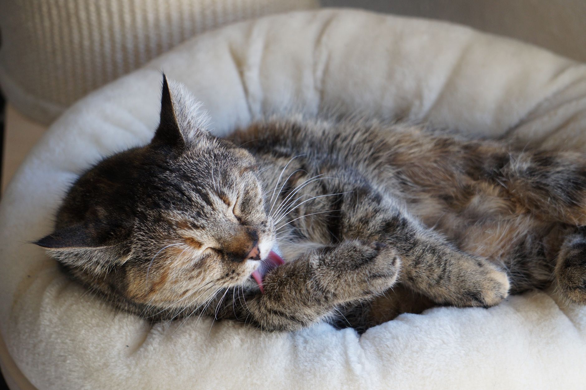 Cat Allergies 2026 Guide: symptoms, safety, and care options; Key Facts and Questions to Ask - Featured image