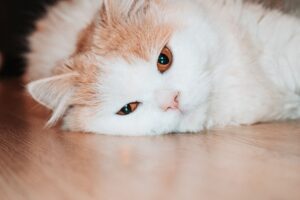 Cat Cancer FAQ for September 2026: Source-Checked Answers to Common Questions - Featured image