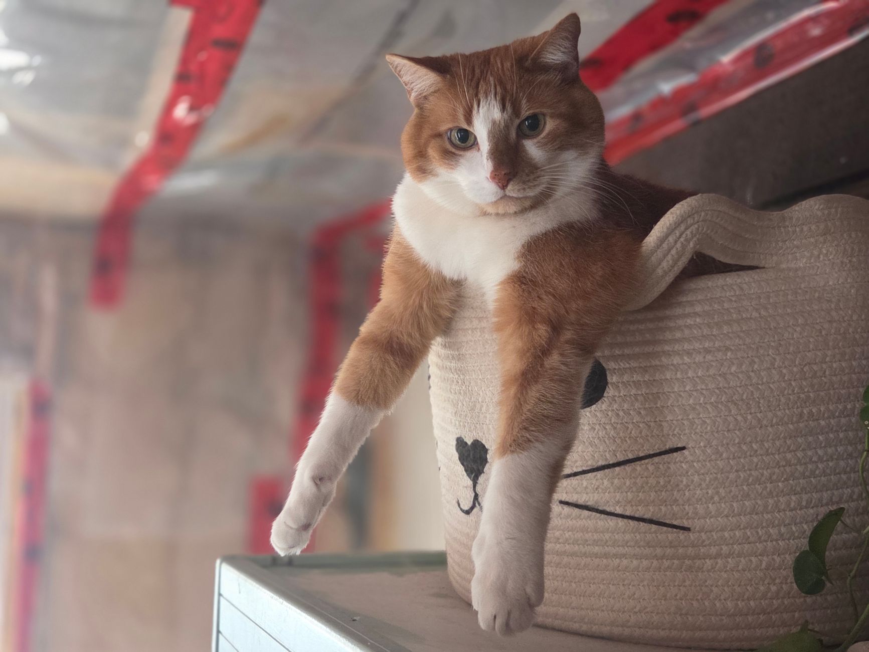 Cat Carriers 2026 Guide: symptoms, safety, and care options; Key Facts and Questions to Ask - Featured image