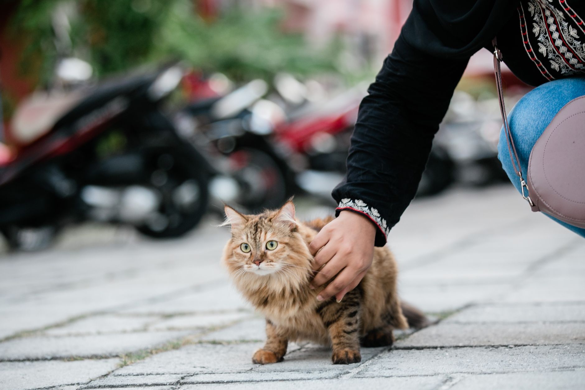Cat Carriers FAQ for September 2026: Source-Checked Answers to Common Questions - Featured image