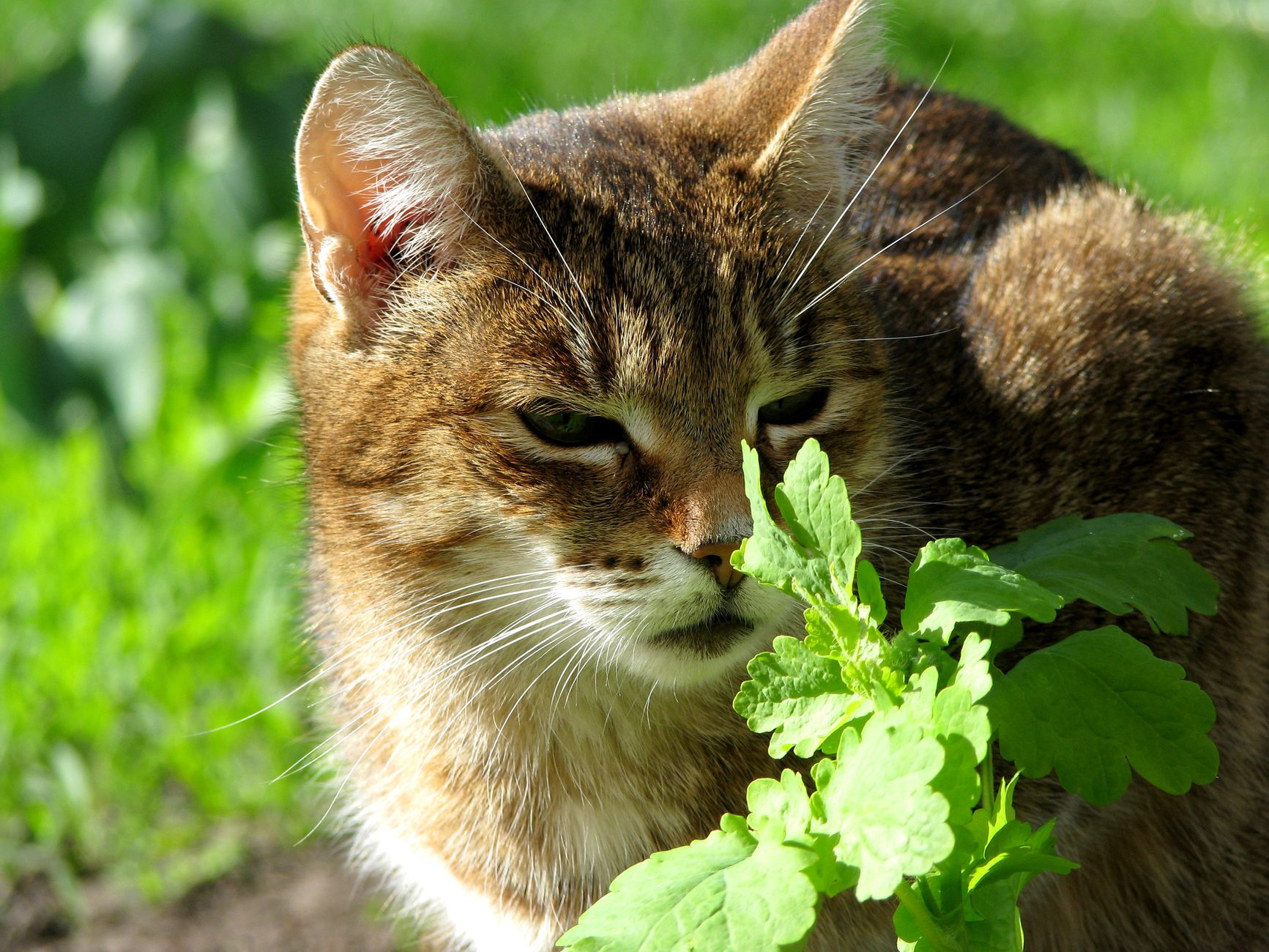Cat Catnip 2026 Guide: symptoms, safety, and care options; Key Facts and Questions to Ask - Featured image