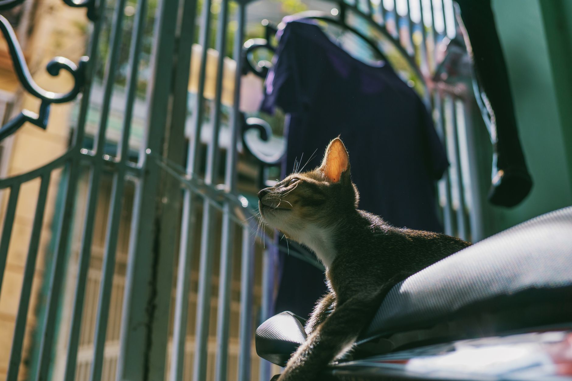 Cat Catnip FAQ for September 2026: Source-Checked Answers to Common Questions - Featured image