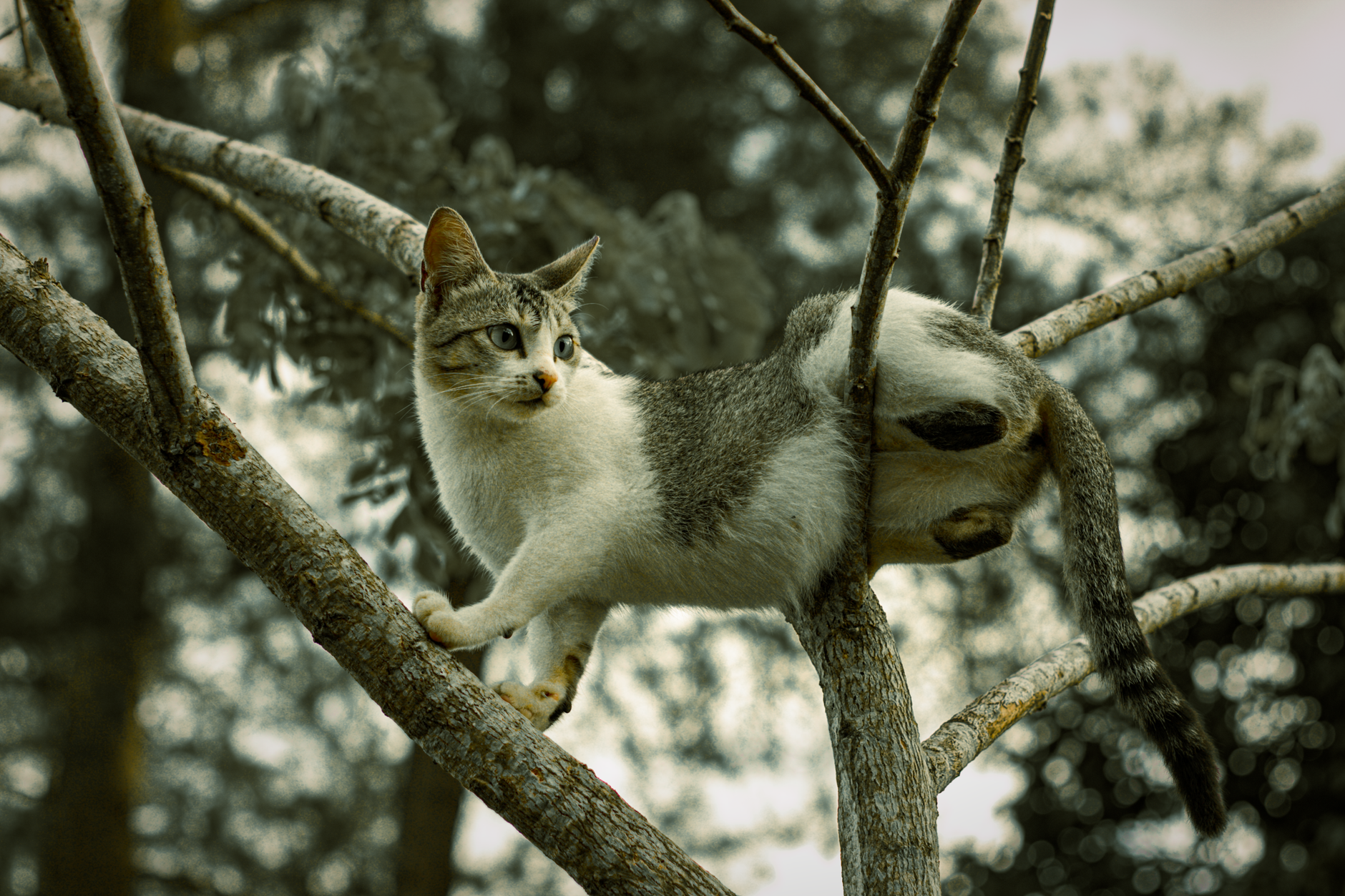 Cat Climbing FAQ for September 2026: Source-Checked Answers to Common Questions - Featured image