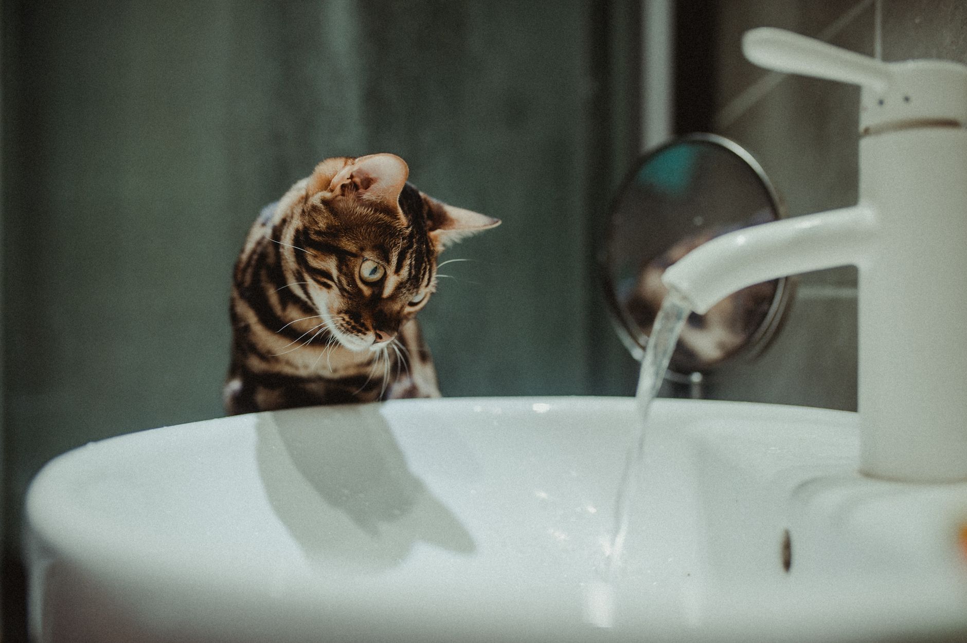 Cat Constipation FAQ for September 2026: Source-Checked Answers to Common Questions - Featured image