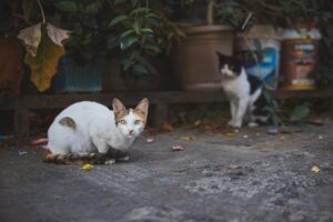 Cat Deaf Explained for 2026: Who It Affects, Key Evidence, and What to Do Next - Featured image