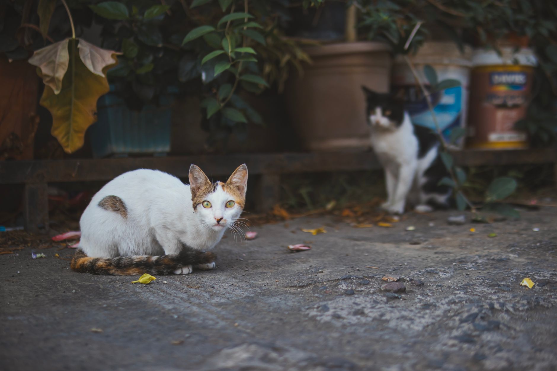Cat Deaf FAQ for September 2026: Source-Checked Answers to Common Questions - Featured image