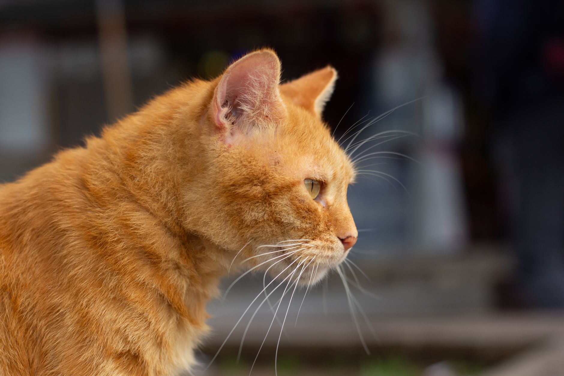 Cat Diabetes 2026 Guide: symptoms, safety, and care options; Key Facts and Questions to Ask - Featured image