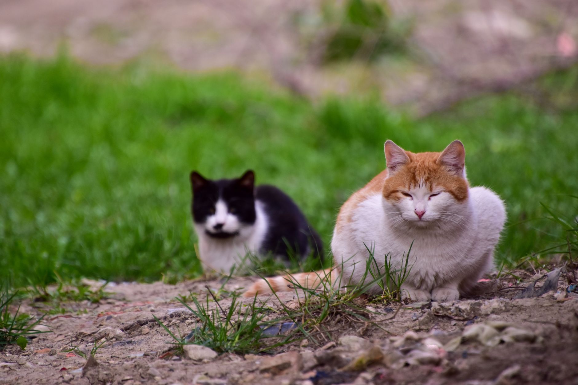Cat Environment 2026 Guide: symptoms, safety, and care options; Key Facts and Questions to Ask - Featured image