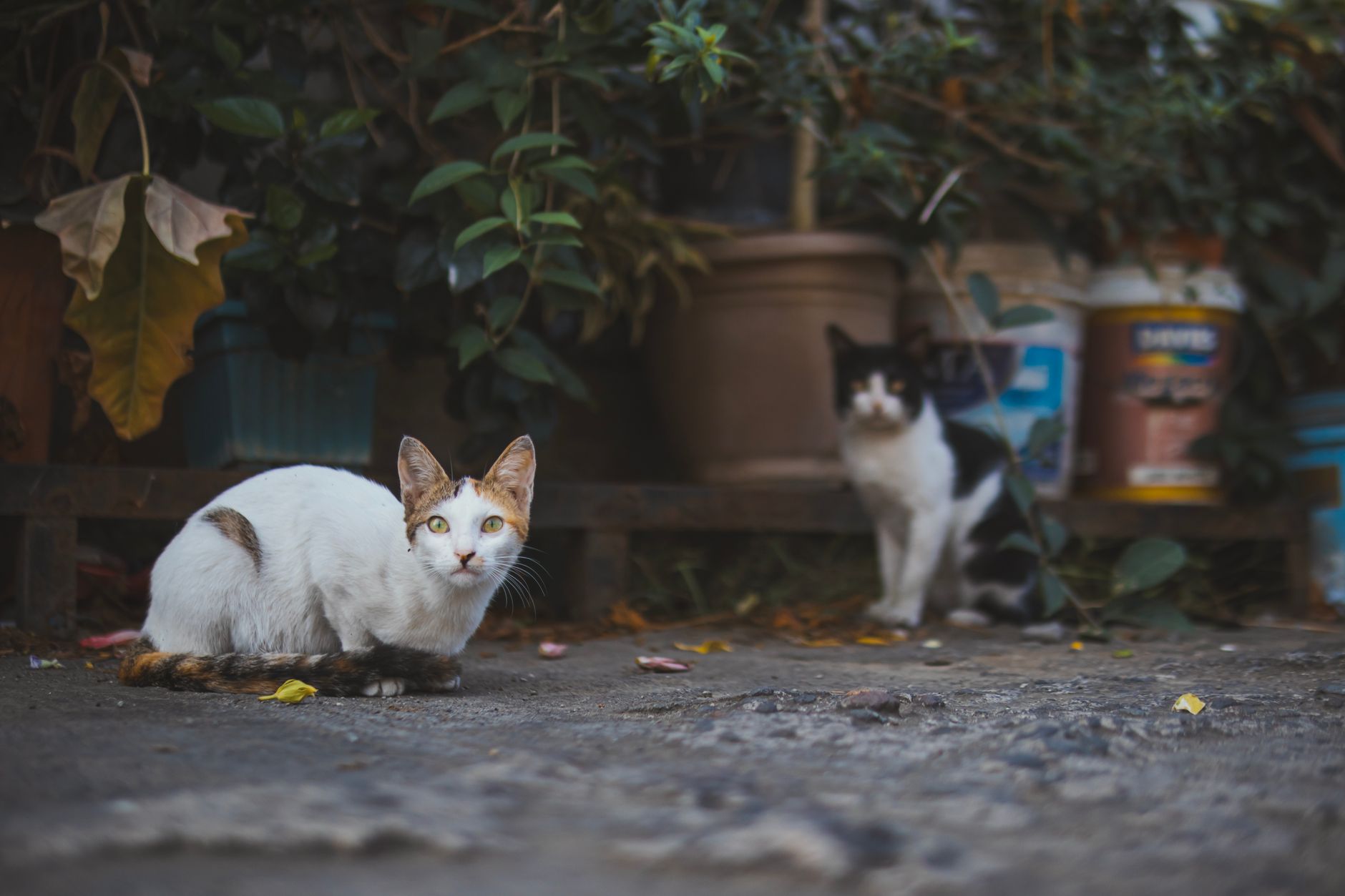 Cat Environment August 2026 Update: What Changed, Why It Matters, and What to Watch Next - Featured image