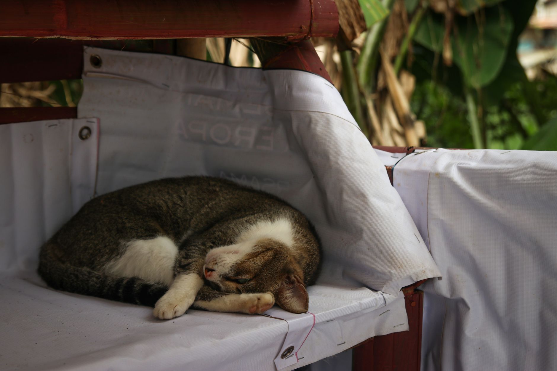 Cat Environment FAQ for September 2026: Source-Checked Answers to Common Questions - Featured image