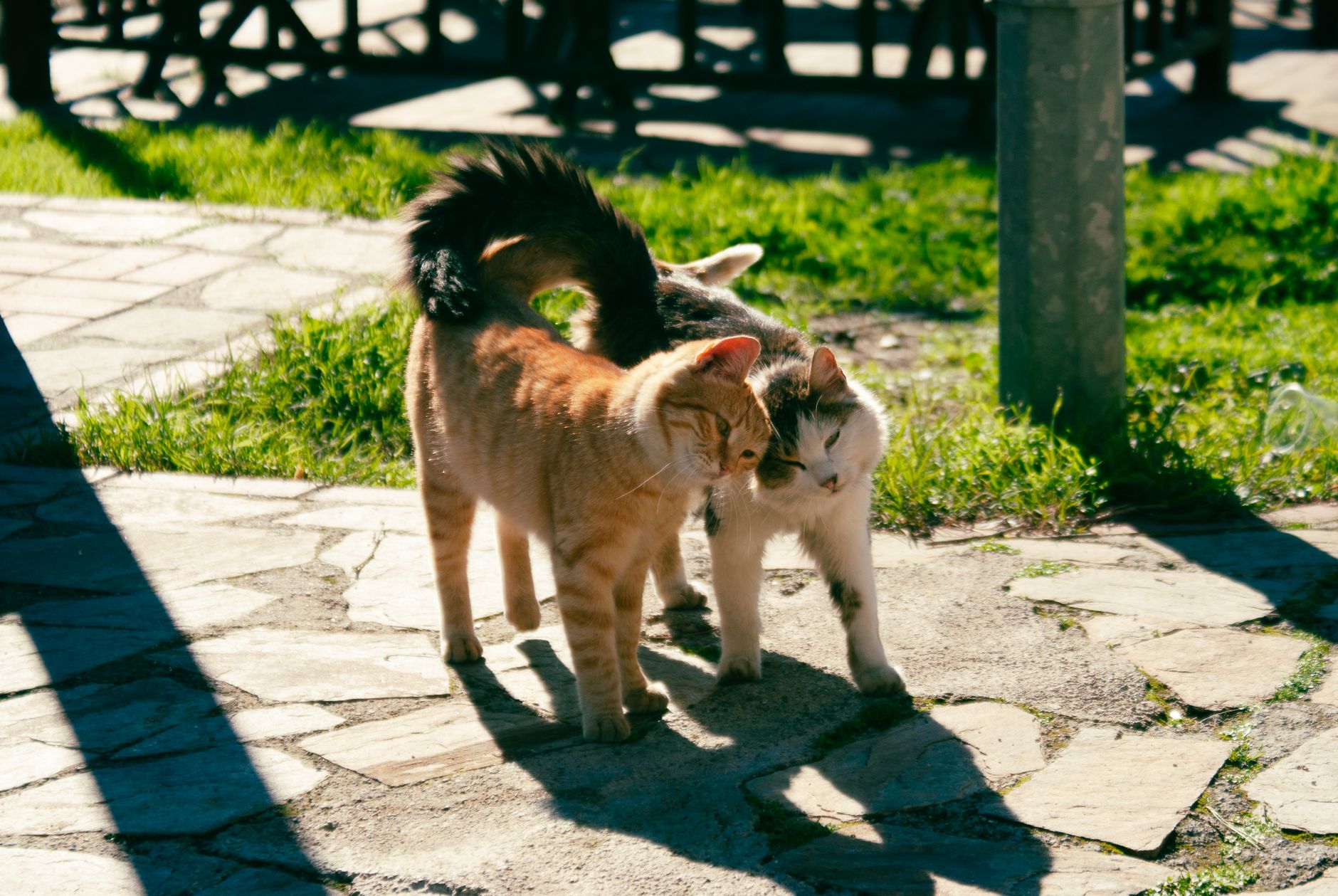 Cat Heart FAQ for September 2026: Source-Checked Answers to Common Questions - Featured image