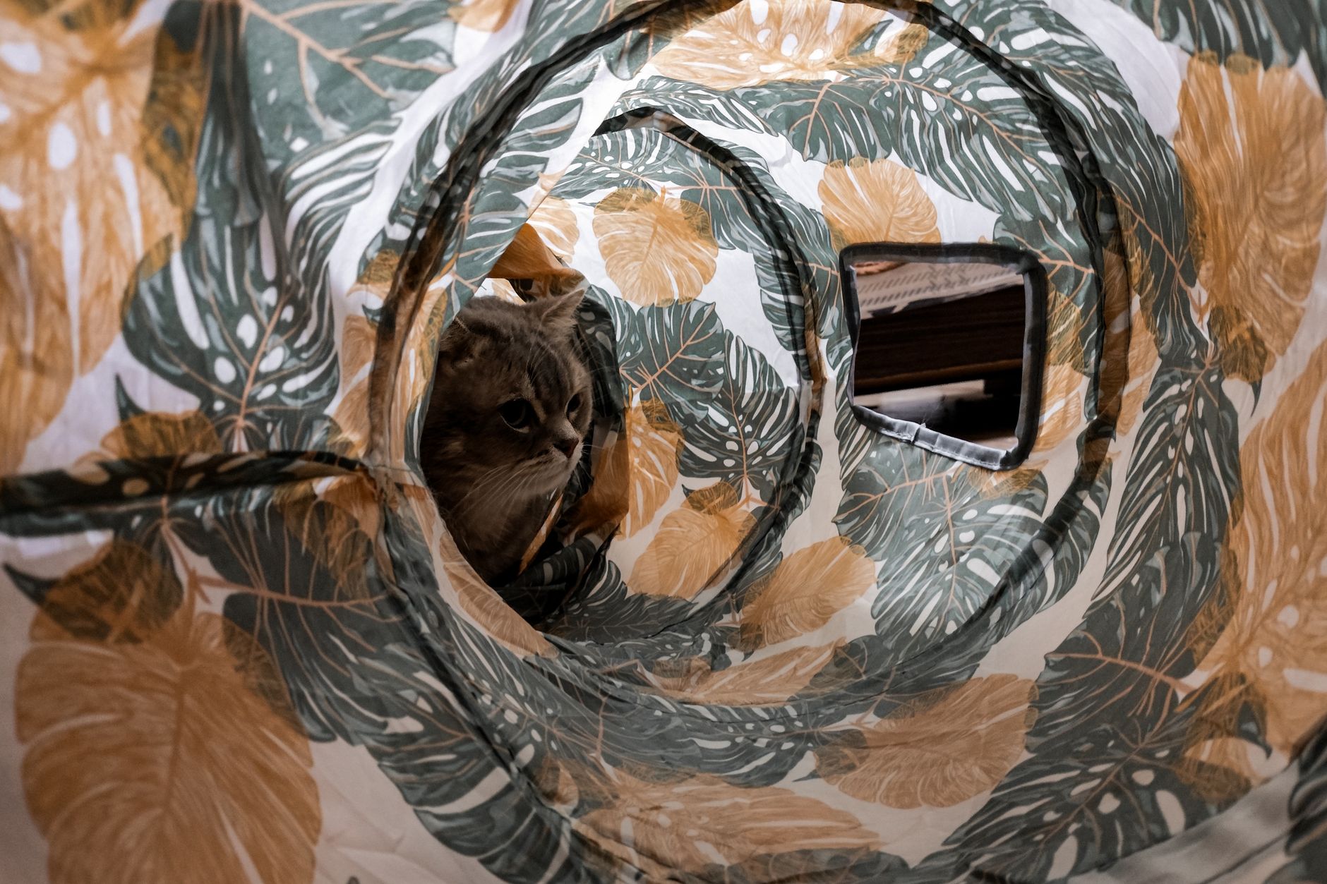 Cat Hiding September 2026 Update: What Changed, Why It Matters, and What to Watch Next - Featured image