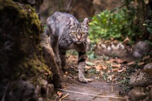 Cat Hunting 2026 Guide: symptoms, safety, and care options; Key Facts and Questions to Ask - Featured image
