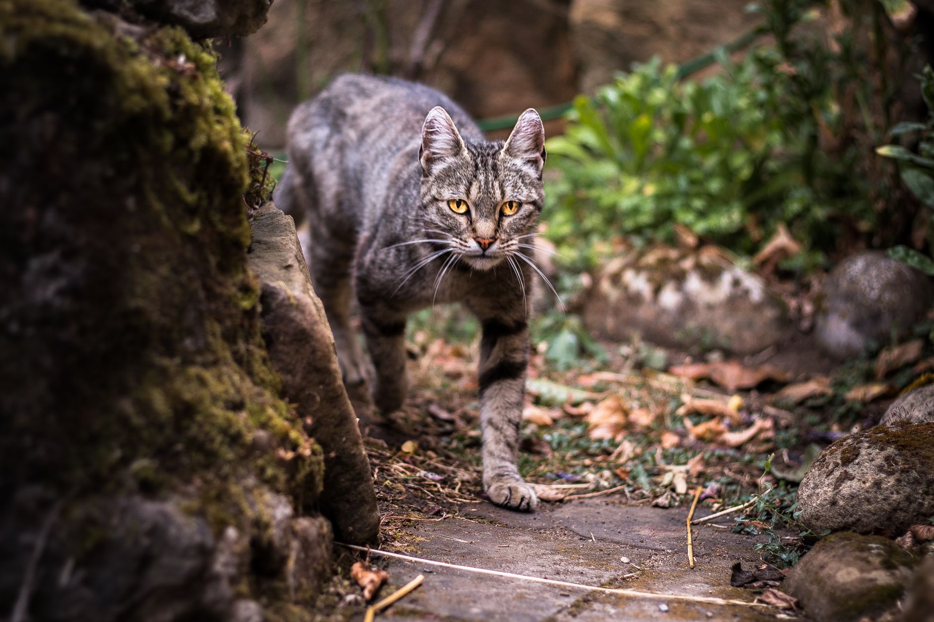 Cat Hunting 2026 Guide: symptoms, safety, and care options; Key Facts and Questions to Ask - Featured image
