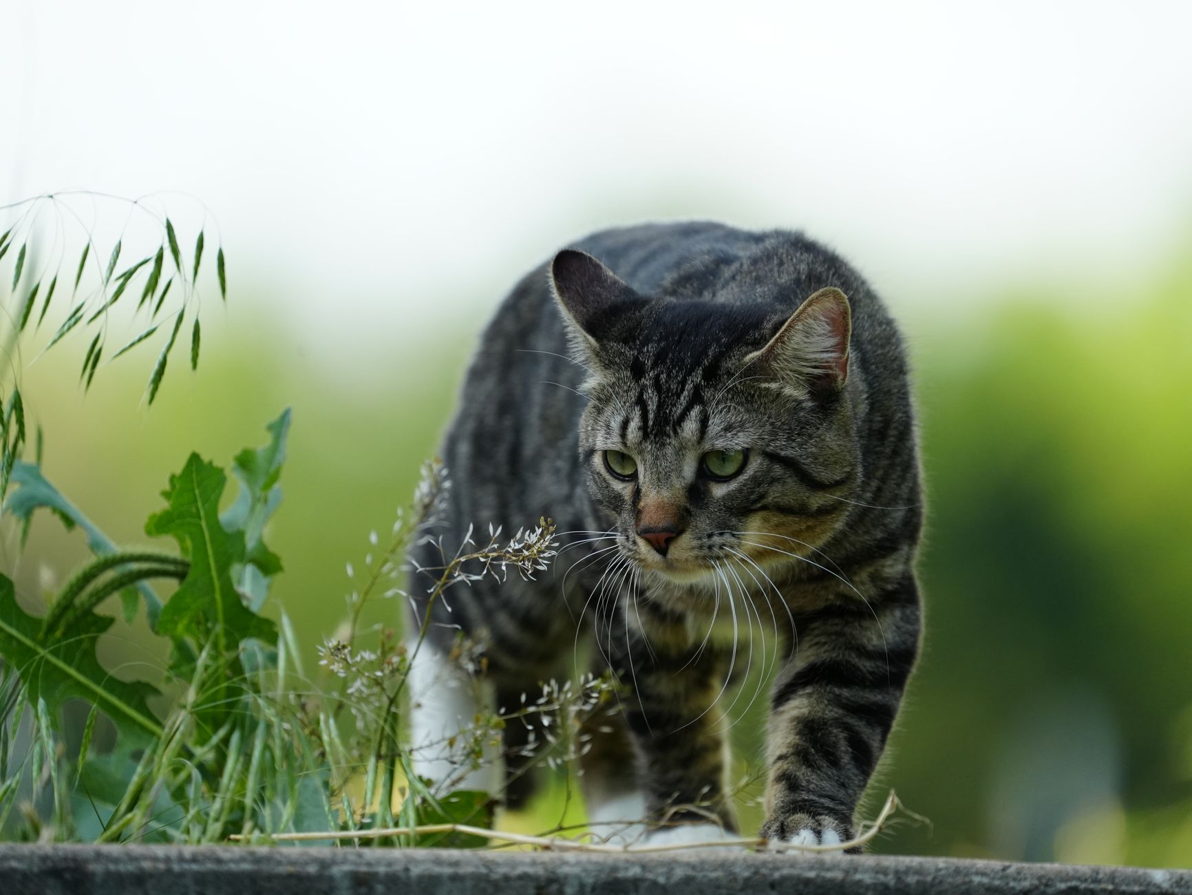 Cat Hunting Explained for 2026: Who It Affects, Key Evidence, and What to Do Next - Featured image