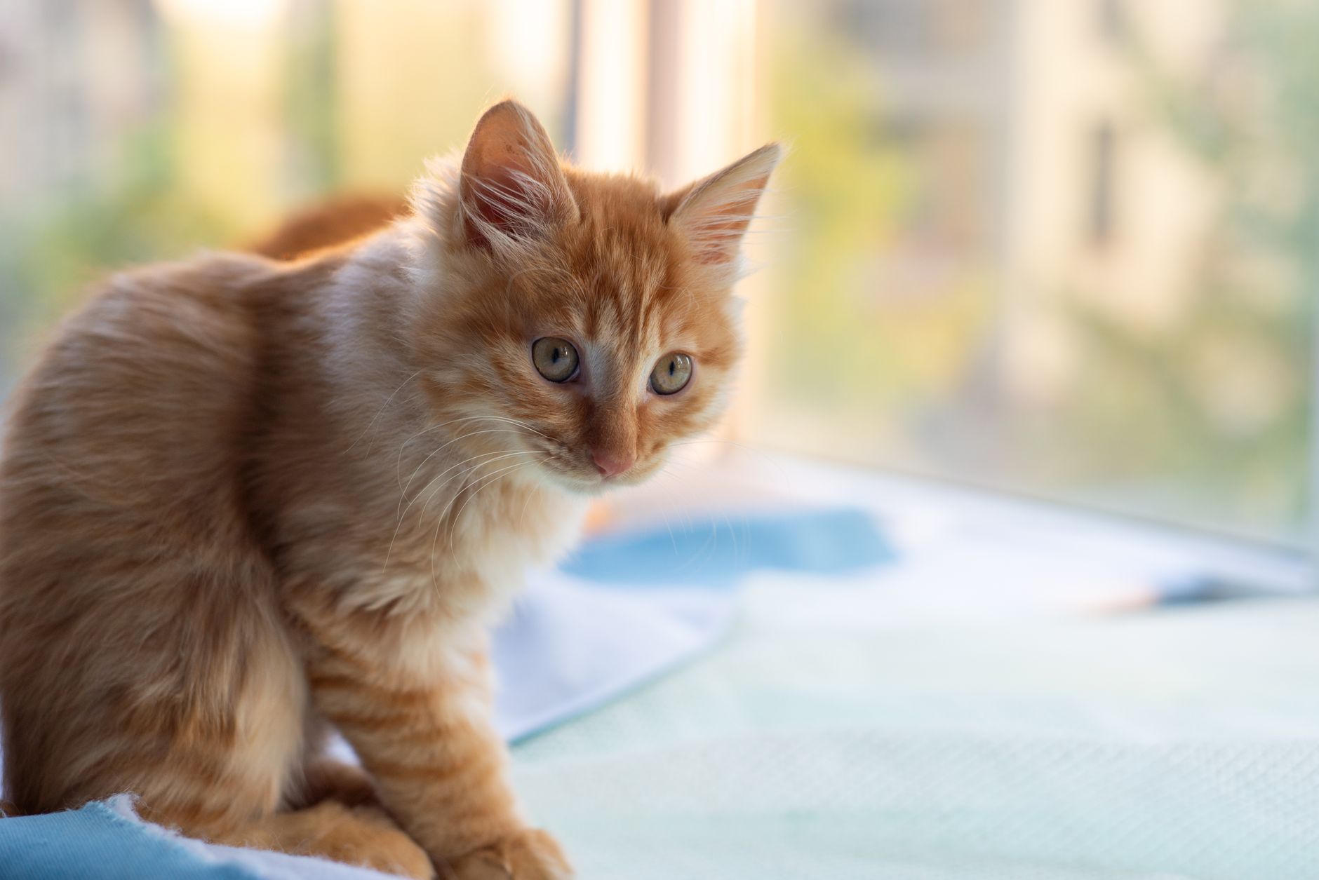 Cat Microchipping 2026 Guide: symptoms, safety, and care options; Key Facts and Questions to Ask - Featured image