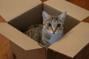 Cat Moving September 2026 Update: What Changed, Why It Matters, and What to Watch Next - Featured image