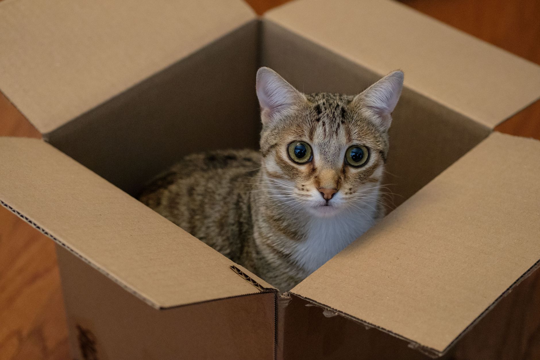 Cat Moving September 2026 Update: What Changed, Why It Matters, and What to Watch Next - Featured image