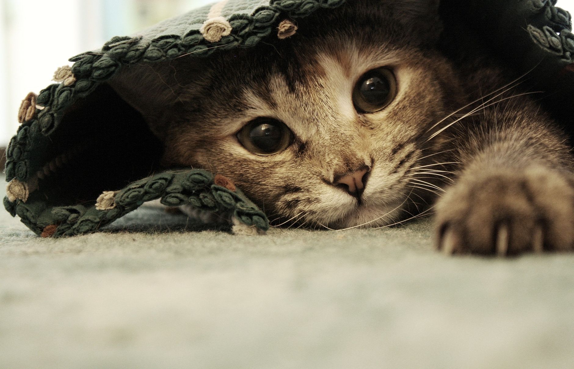 Tabby cat peeking out from beneath a blanket with ears forward and eyes relaxed