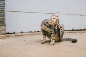 Cat Scratching 2026 Guide: symptoms, safety, and care options; Key Facts and Questions to Ask - Featured image