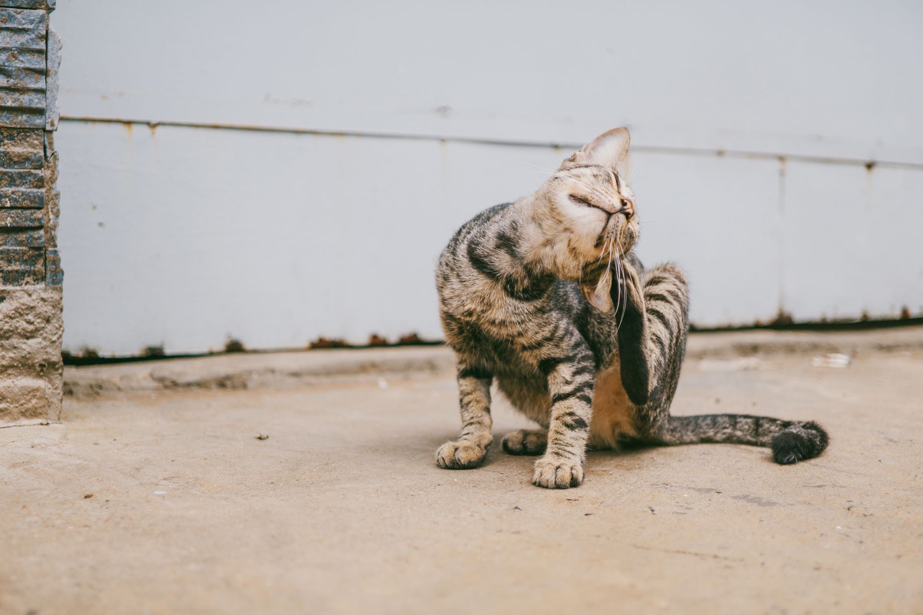 Cat Scratching 2026 Guide: symptoms, safety, and care options; Key Facts and Questions to Ask - Featured image