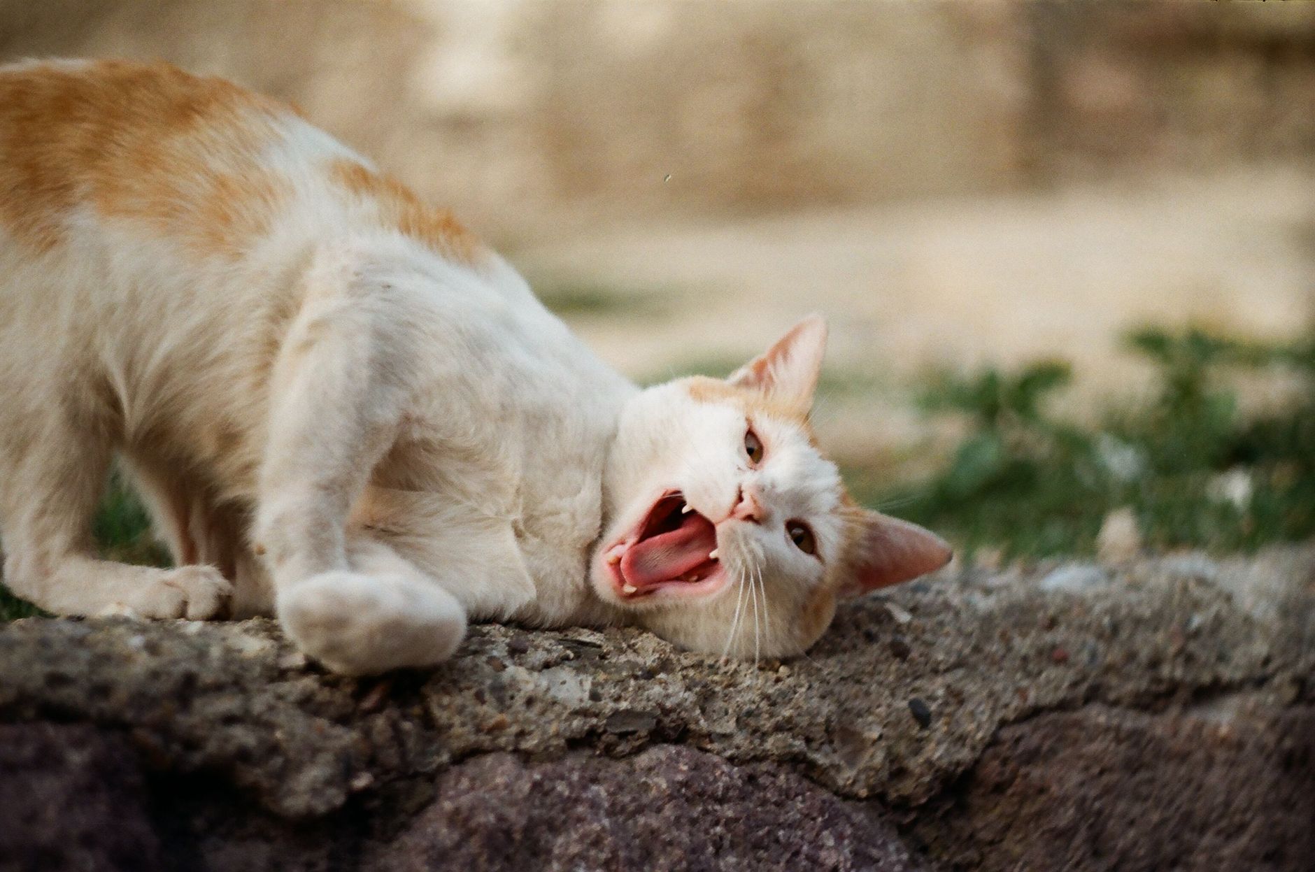 Cat Scratching September 2026 Update: What Changed, Why It Matters, and What to Watch Next - Featured image