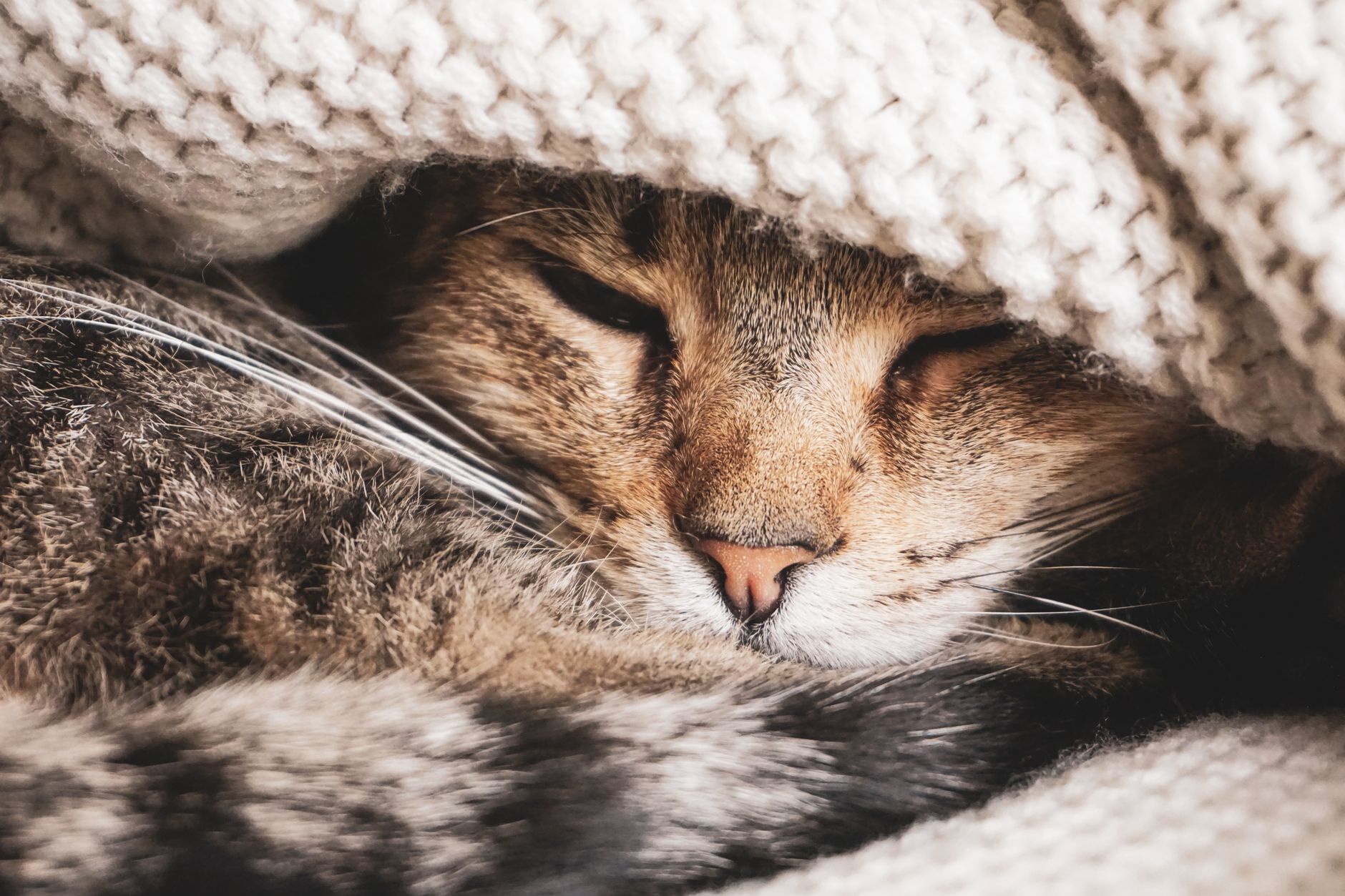 Tabby cat asleep under a warm knit blanket indoors