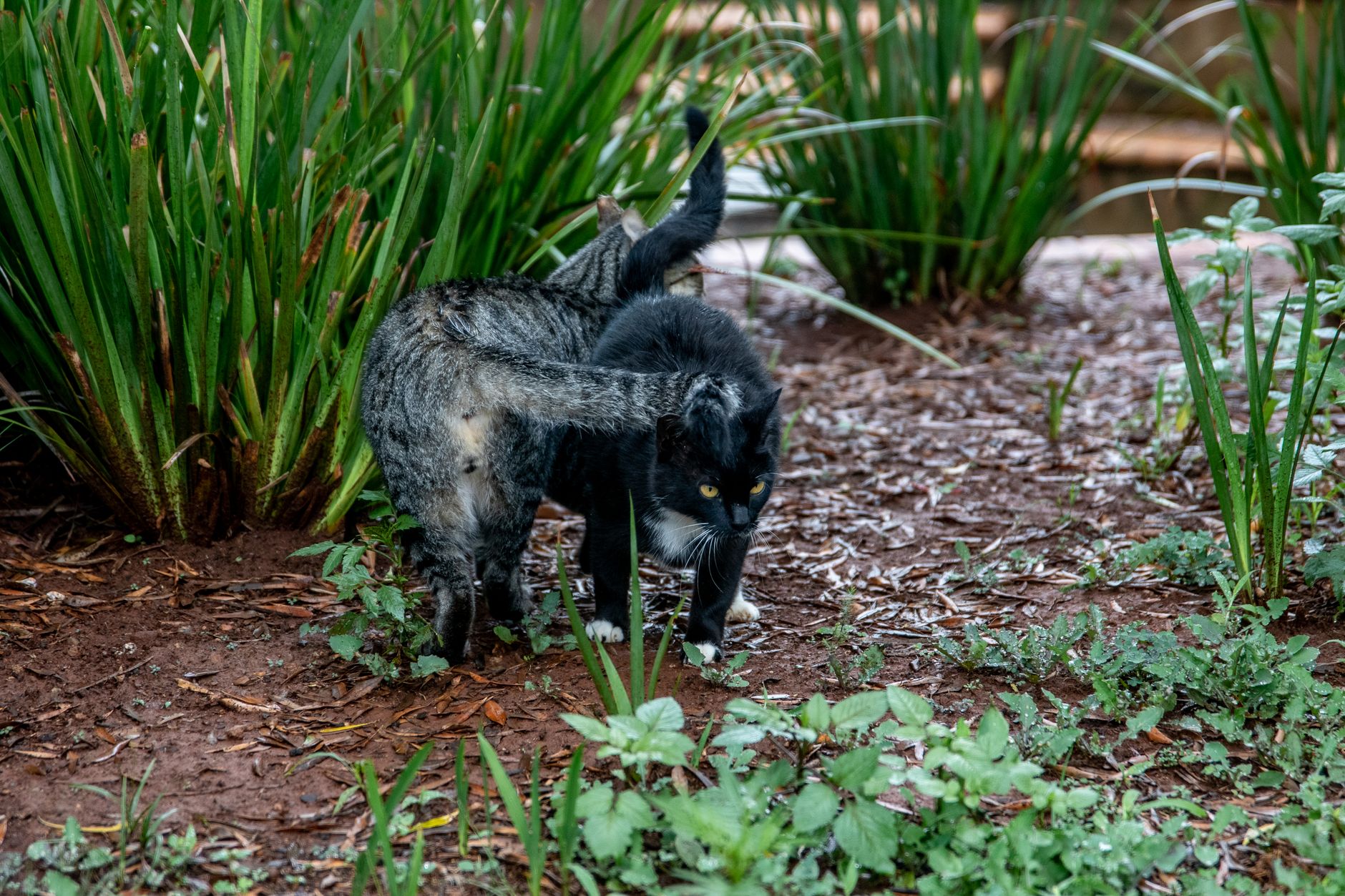 Cat Spraying FAQ for September 2026: Source-Checked Answers to Common Questions - Featured image