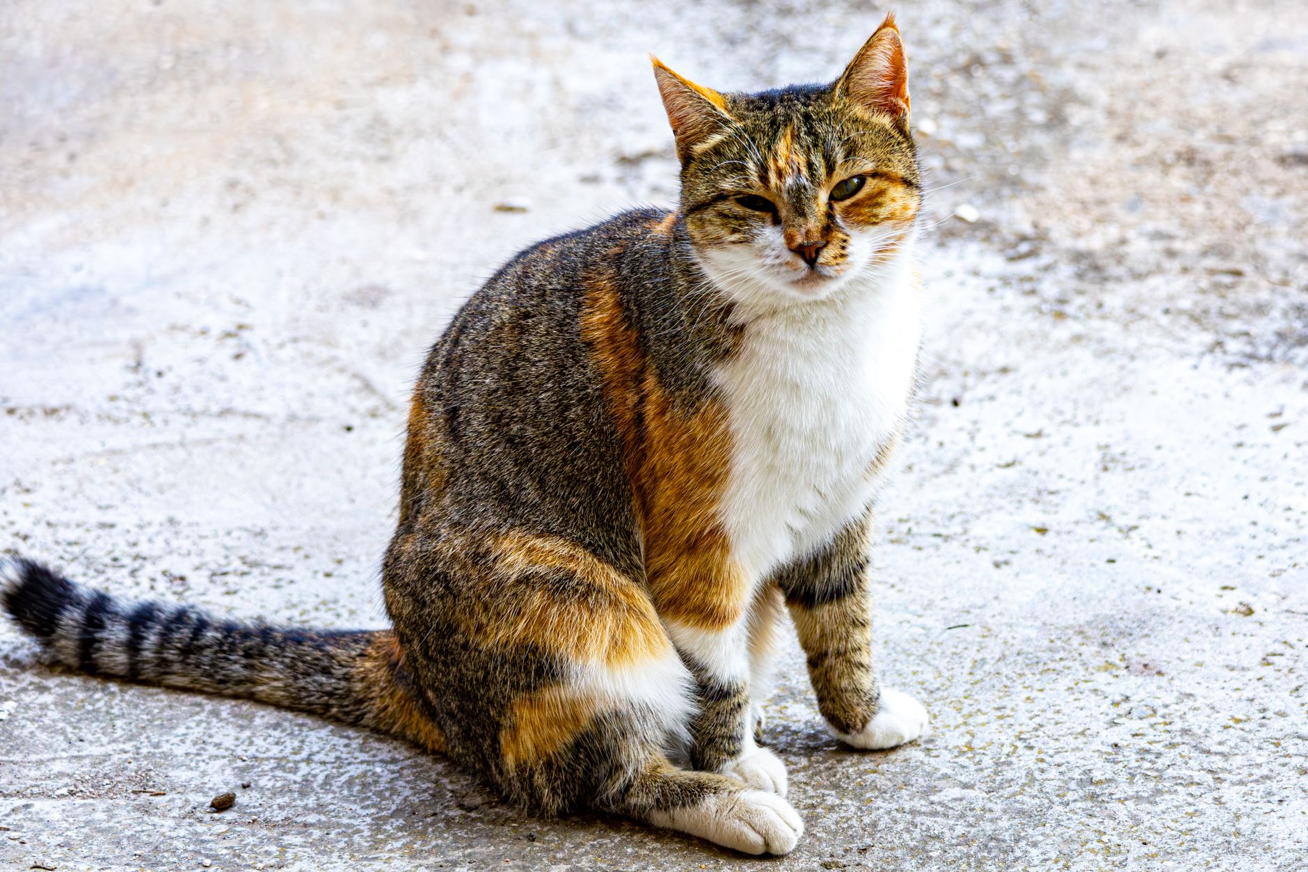 Cat Strays 2026 Guide: symptoms, safety, and care options; Key Facts and Questions to Ask - Featured image