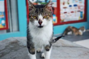 Cat Strays FAQ for September 2026: Source-Checked Answers to Common Questions - Featured image