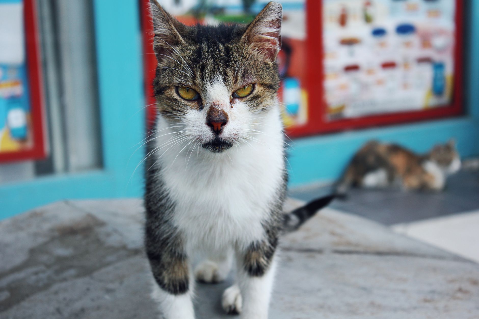 Cat Strays FAQ for September 2026: Source-Checked Answers to Common Questions - Featured image