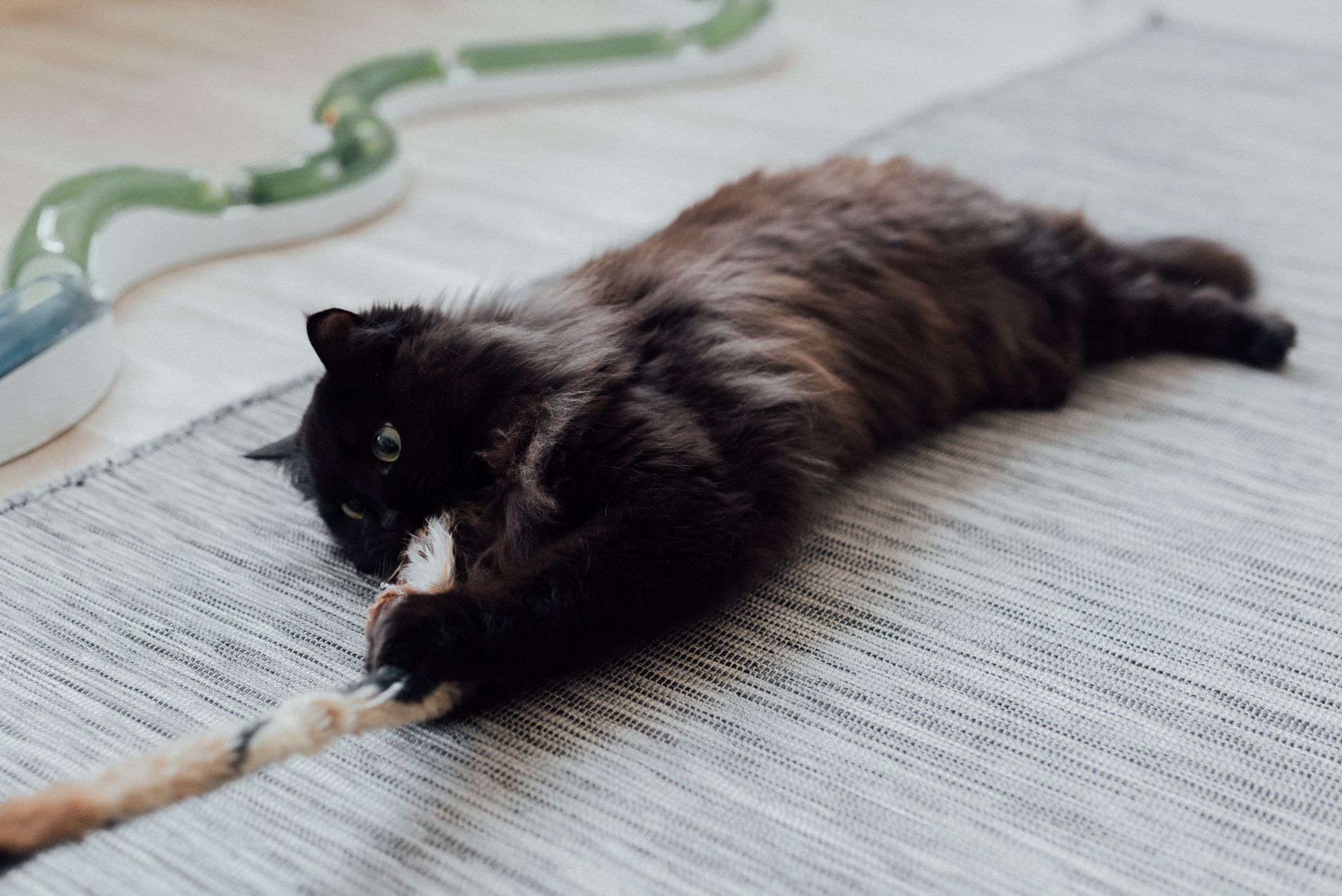 Cat Toys 2026 Guide: symptoms, safety, and care options; Key Facts and Questions to Ask - Featured image