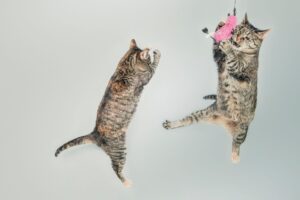Cat Toys FAQ for September 2026: Source-Checked Answers to Common Questions - Featured image