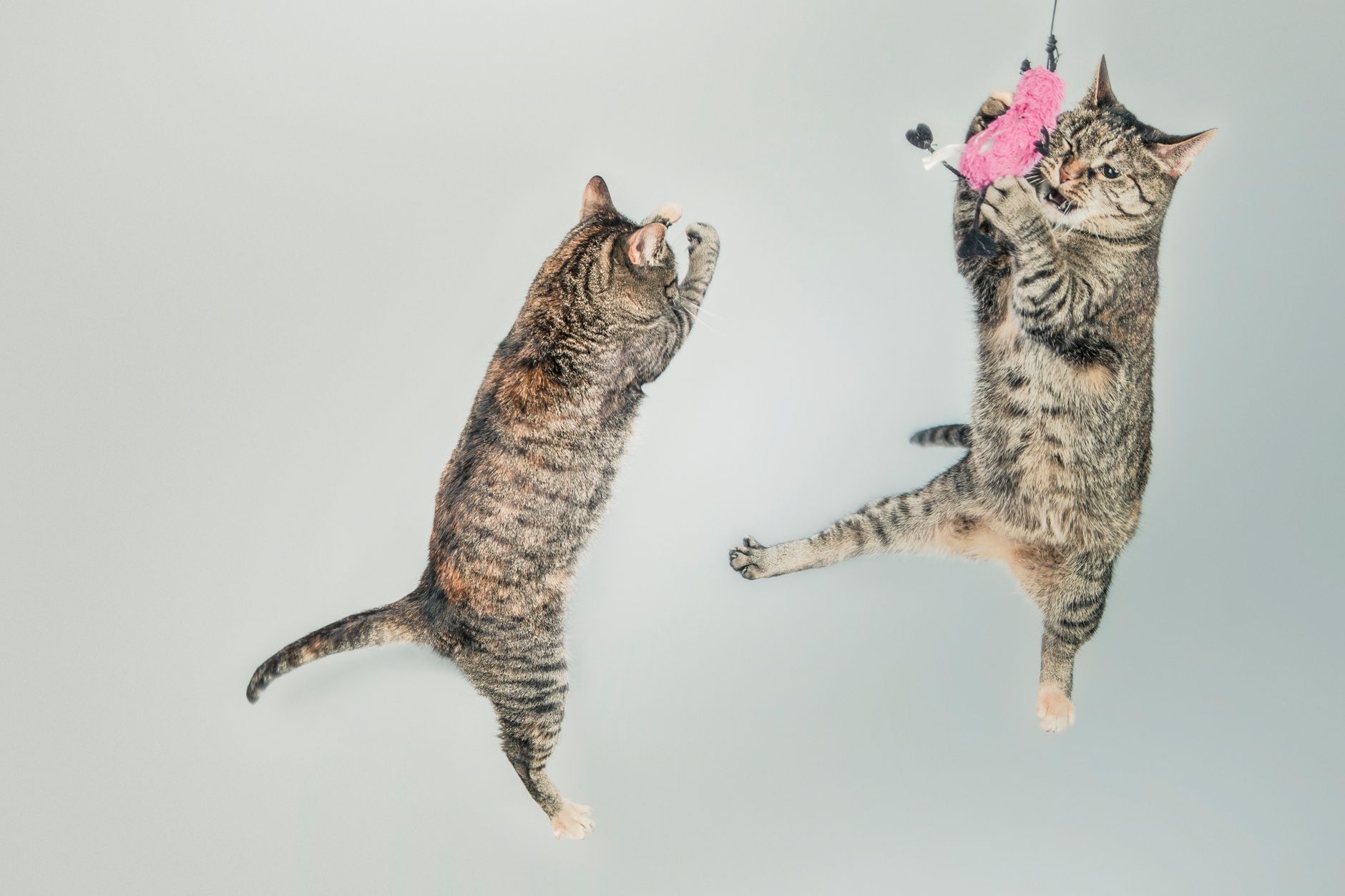 Cat Toys FAQ for September 2026: Source-Checked Answers to Common Questions - Featured image