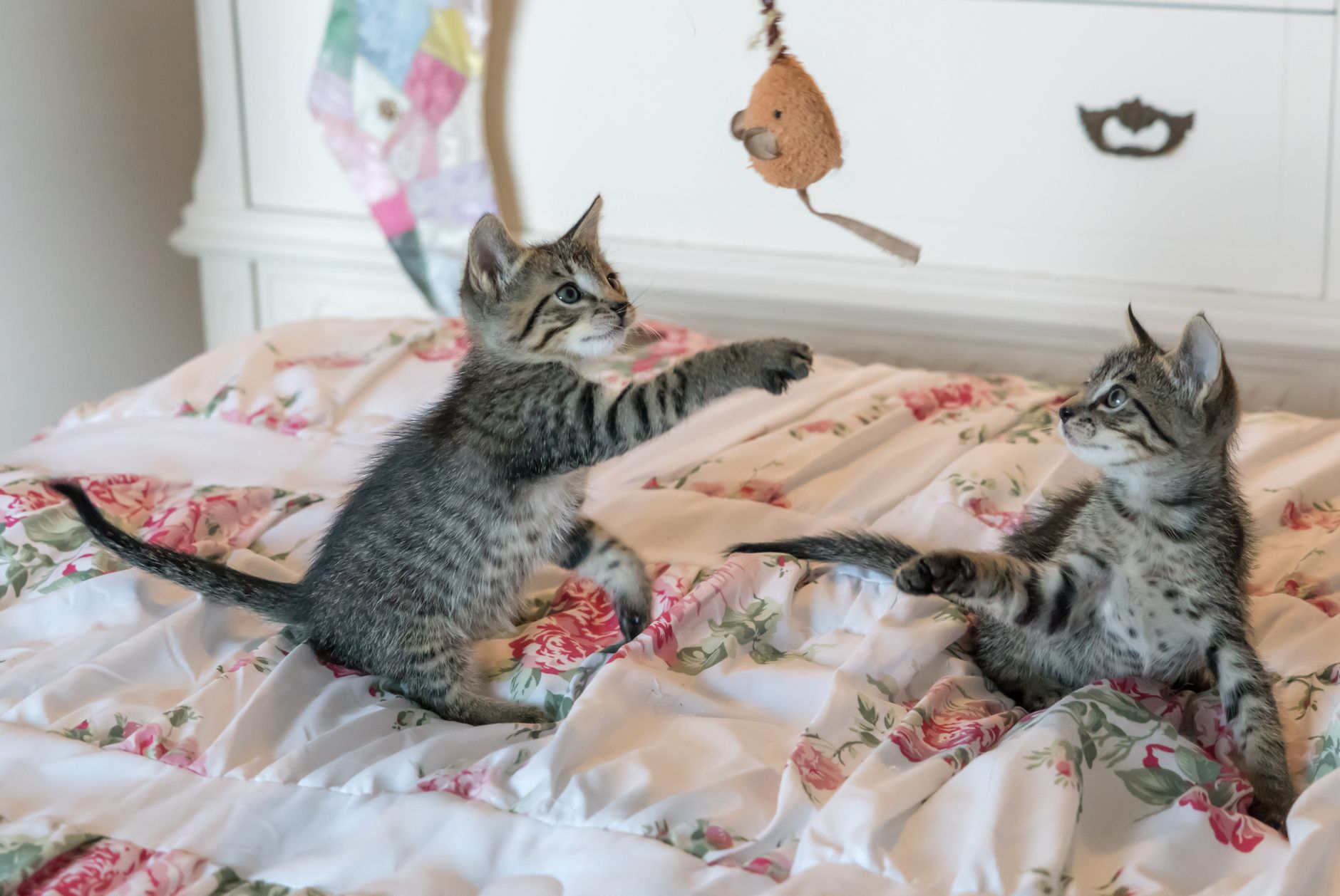 Cat Toys September 2026 Update: What Changed, Why It Matters, and What to Watch Next - Featured image