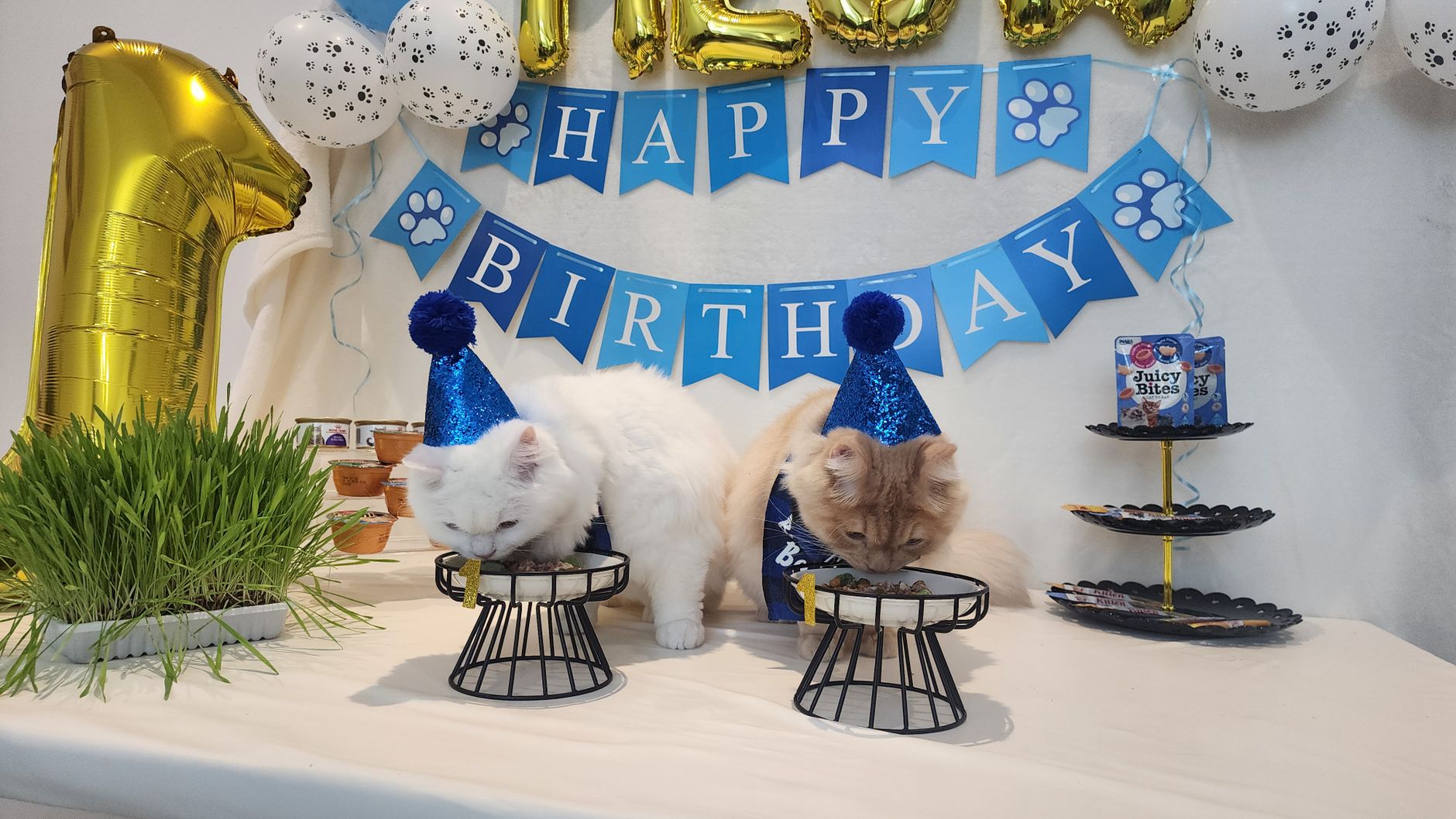 Cat Treats FAQ for September 2026: Source-Checked Answers to Common Questions - Featured image