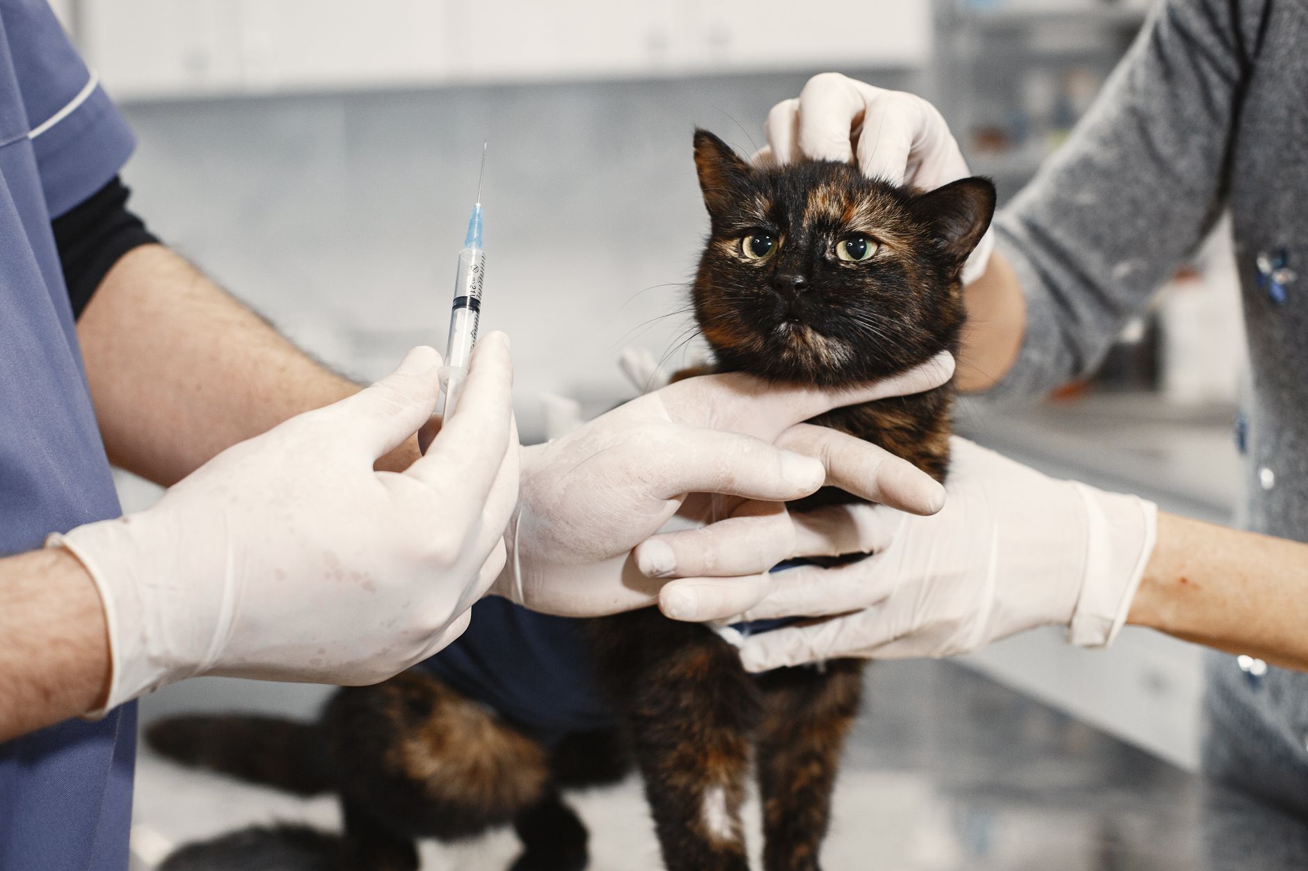 Cat Vaccines 2026 Guide: symptoms, safety, and care options; Key Facts and Questions to Ask - Featured image