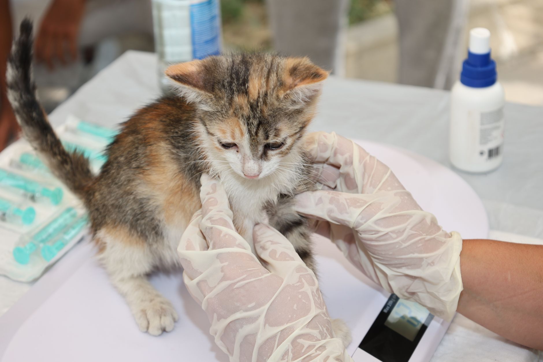 Cat Vaccines FAQ for September 2026: Source-Checked Answers to Common Questions - Featured image