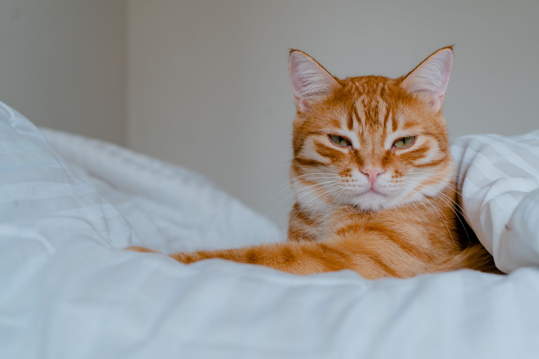 Cat Vomiting FAQ for September 2026: Source-Checked Answers to Common Questions - Featured image
