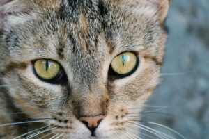 Cat Worms September 2026 Update: What Changed, Why It Matters, and What to Watch Next - Featured image