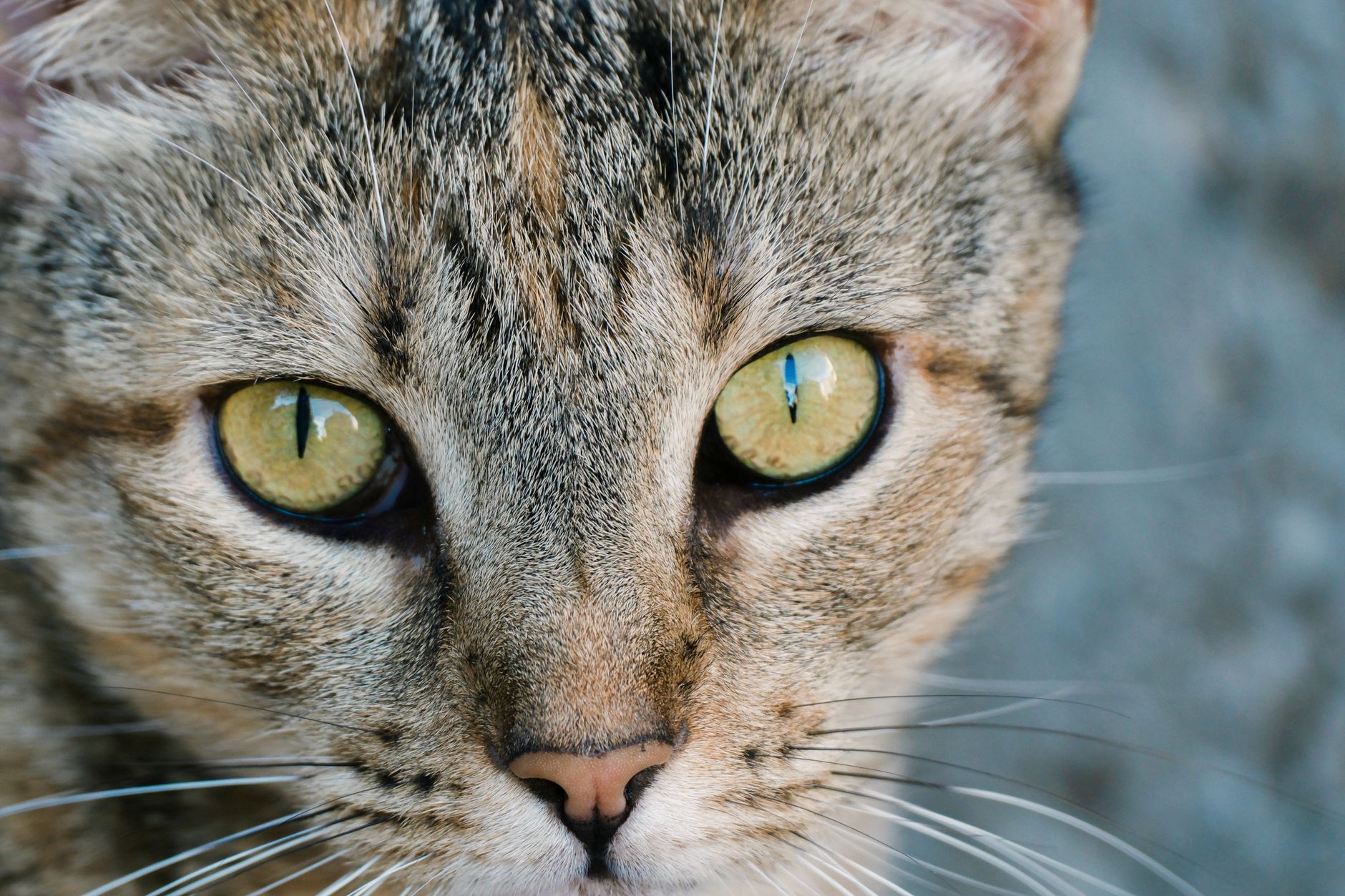 Cat Worms September 2026 Update: What Changed, Why It Matters, and What to Watch Next - Featured image