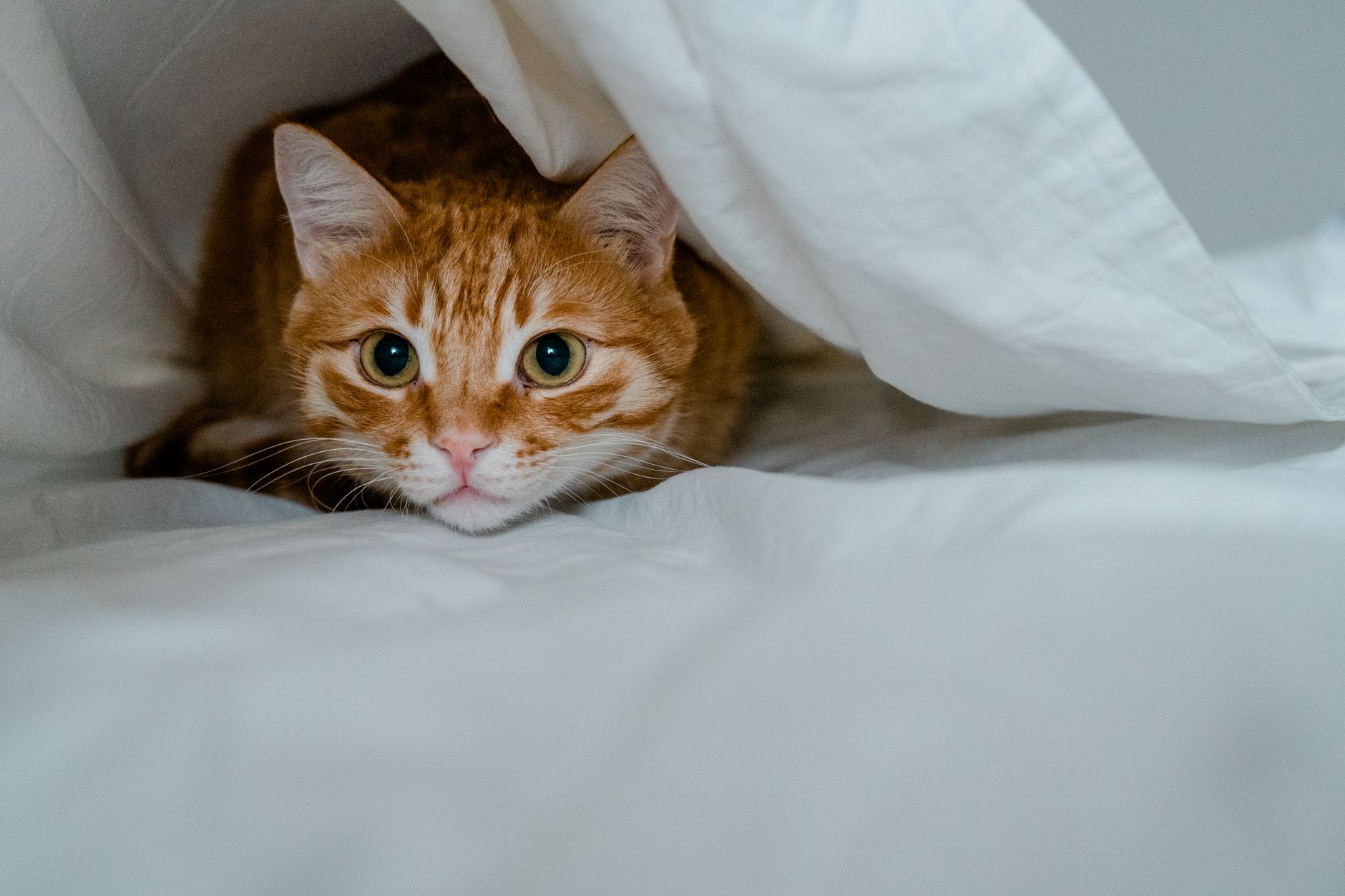 Tabby cat hiding under a white duvet with only its face showing