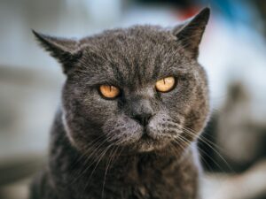 How to Verify Cat Climbing Claims in 2026: veterinary sources, Evidence, and Red Flags - Featured image