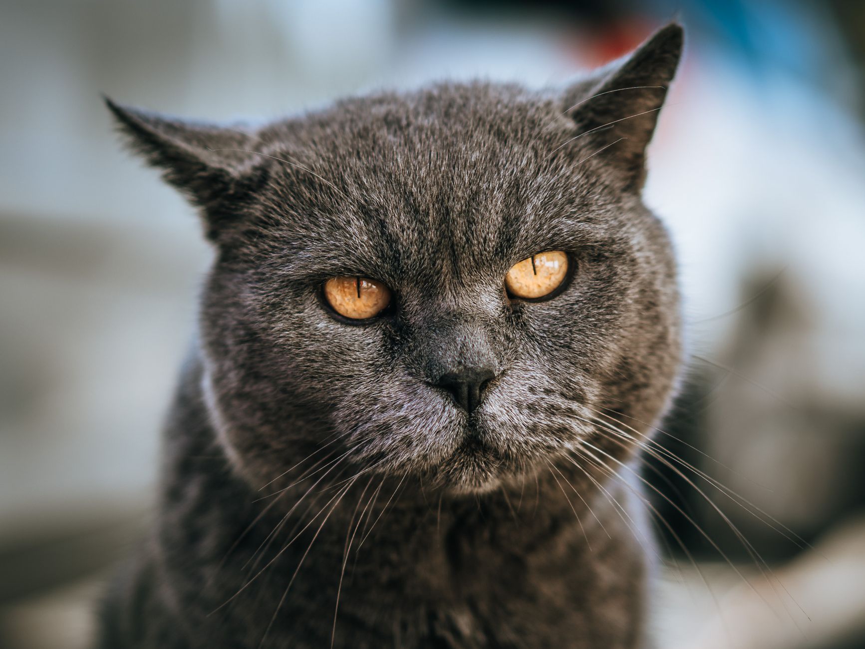 How to Verify Cat Climbing Claims in 2026: veterinary sources, Evidence, and Red Flags - Featured image