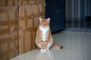 How to Verify Cat Heart Claims in 2026: veterinary sources, Evidence, and Red Flags - Featured image