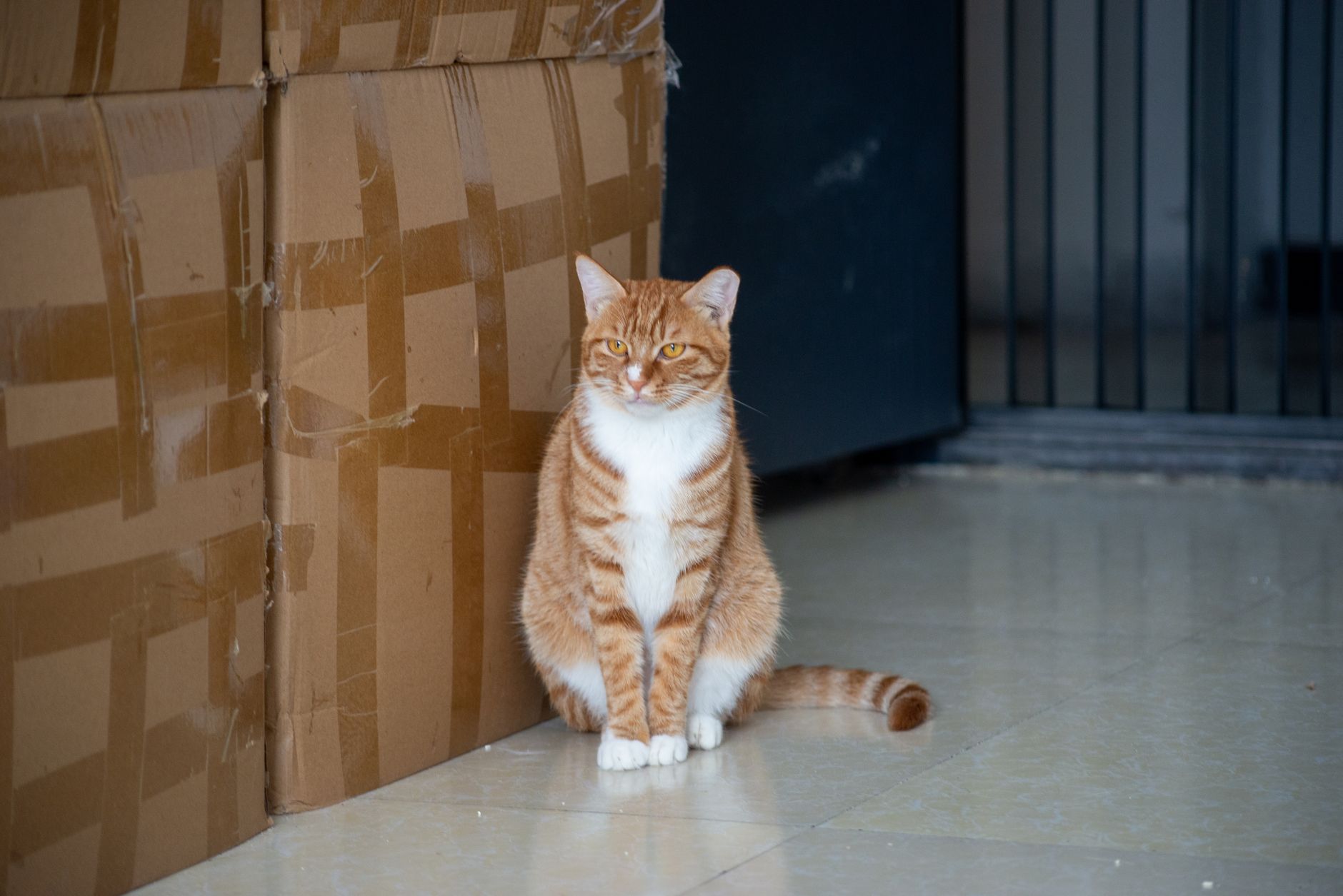 How to Verify Cat Heart Claims in 2026: veterinary sources, Evidence, and Red Flags - Featured image